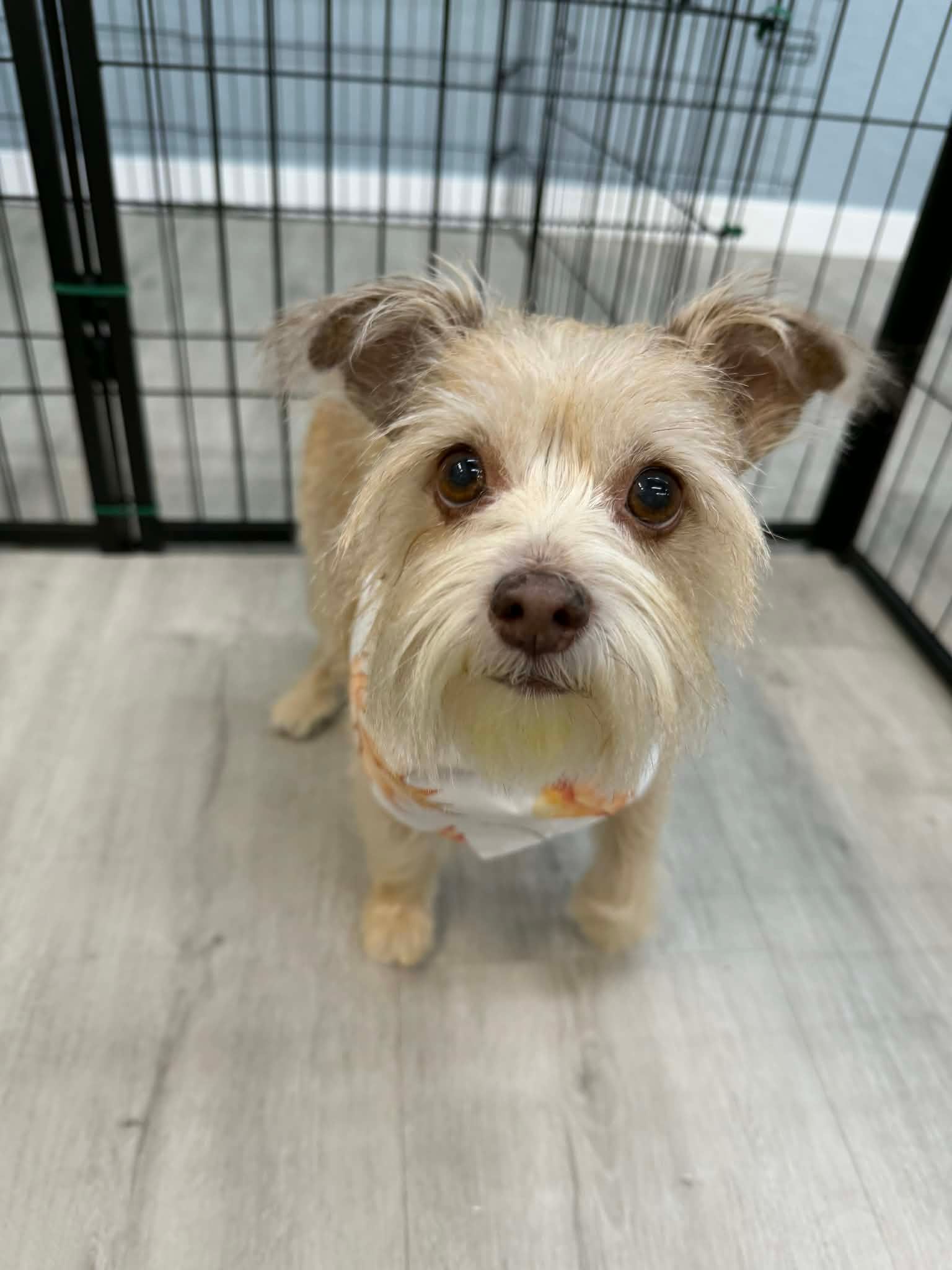 Tan and white fluffy dog looking up, wearing a shirt, in front of a metal pen on a wooden floor.