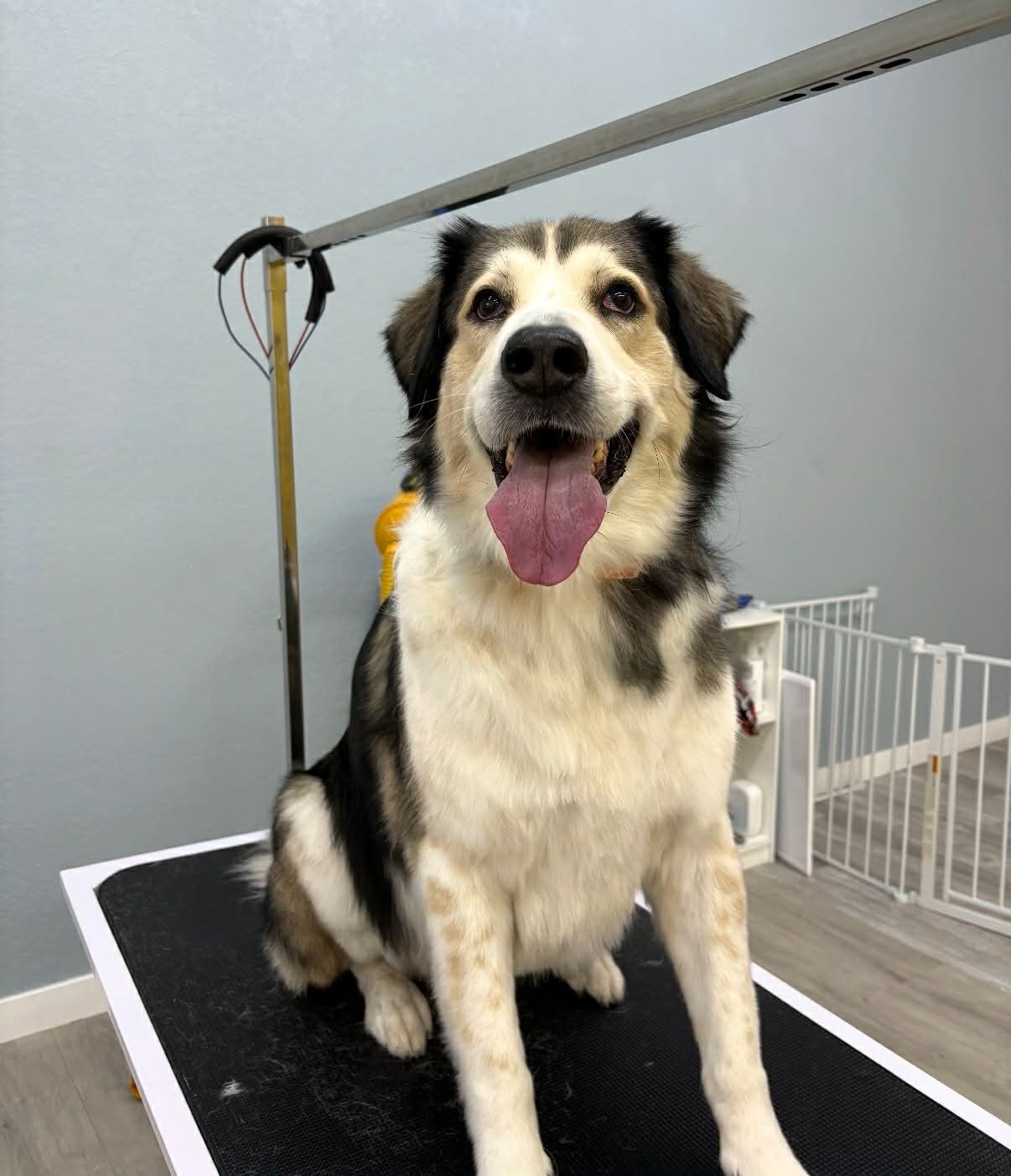 Dog with black, white, and tan fur sits smiling on a grooming table, tongue out.