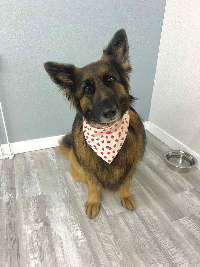 German Shepherd dog with red polka dot bandana sits on gray flooring near a metal bowl.