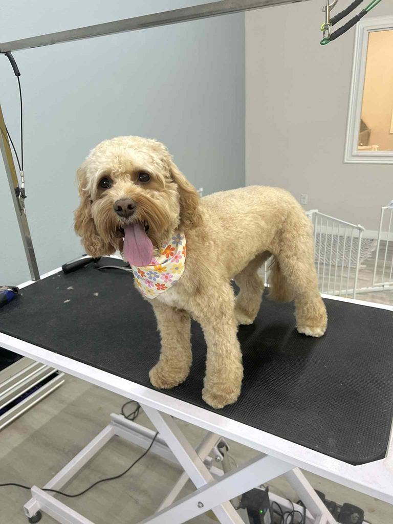 Tan cockapoo dog, groomed, wearing a floral bandana, on a grooming table.