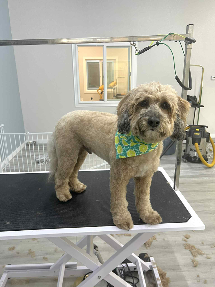 Tan-colored dog wearing a bandana, standing on a grooming table. Dog is indoors.