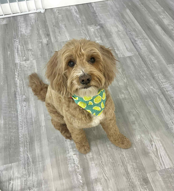 Goldendoodle dog wearing a lemon-print bandana, sitting on a gray wood floor, looking forward.