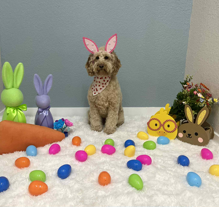 Golden doodle wearing bunny ears and a bandana, surrounded by Easter eggs and decorations.