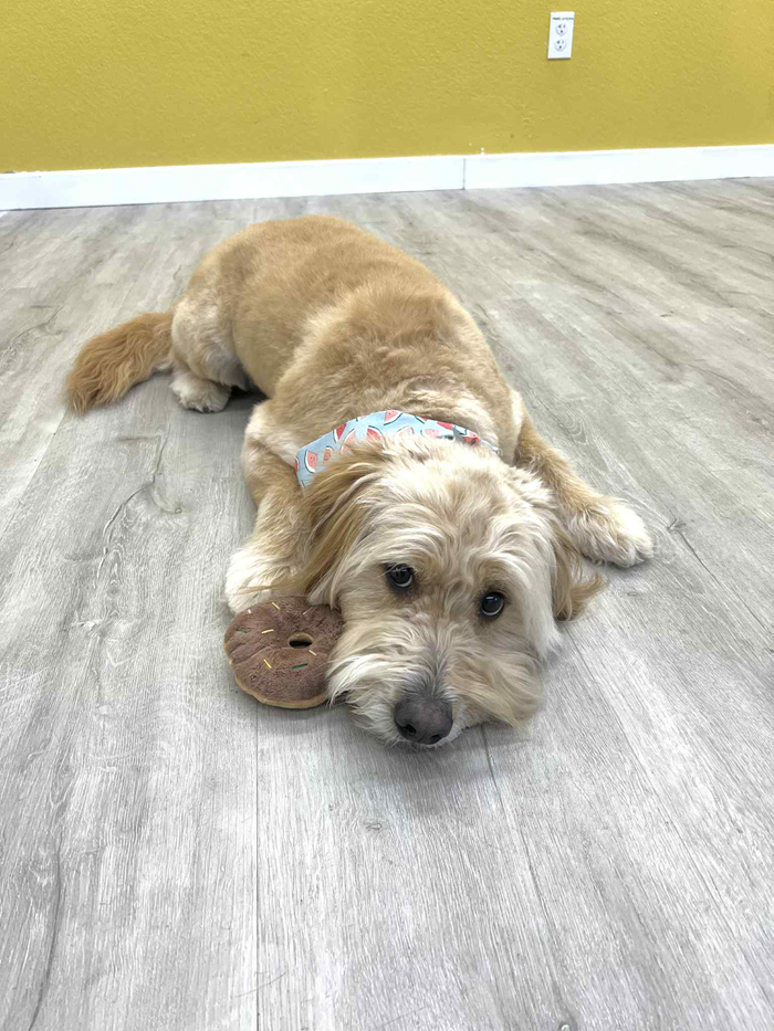 Tan dog with a donut toy lying on a gray floor.