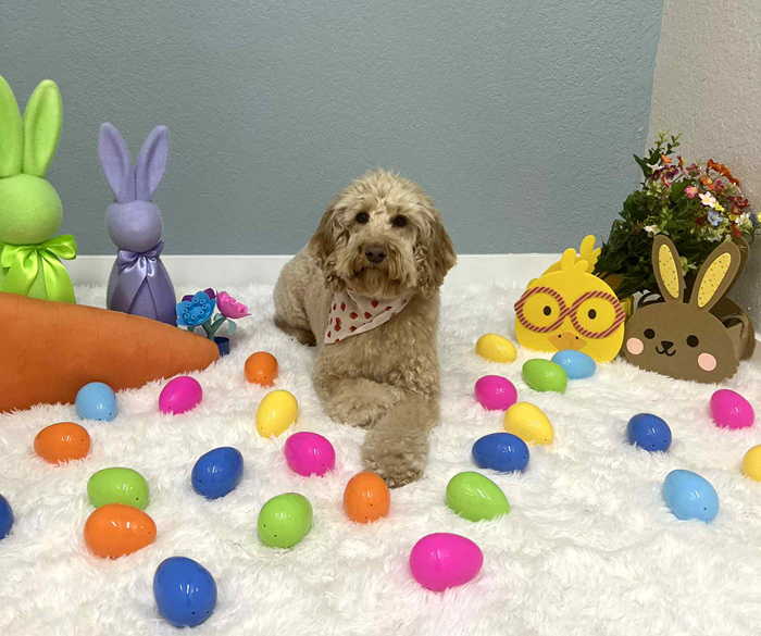 Dog in Easter setting, surrounded by eggs, bunnies, and flowers.