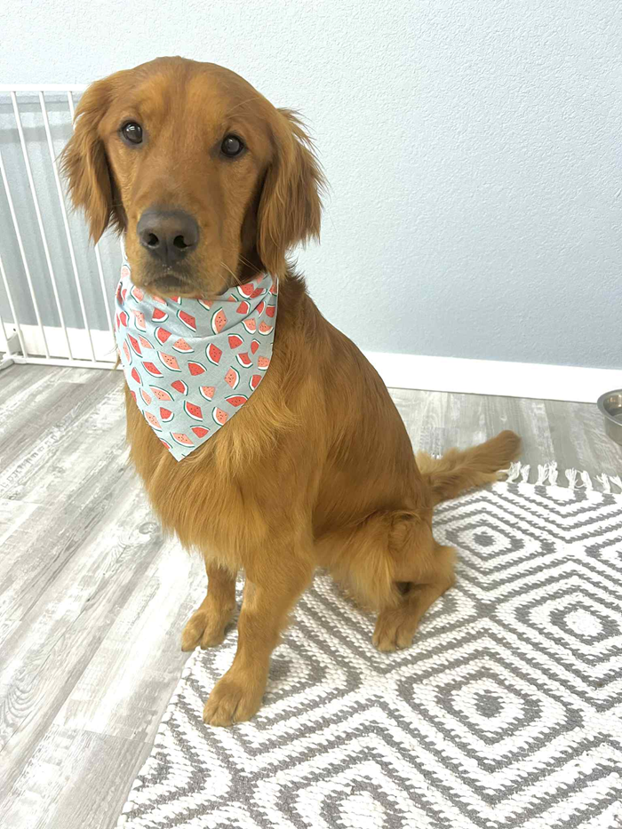 Golden Retriever wearing a patterned bandana, sitting on a gray and white rug.