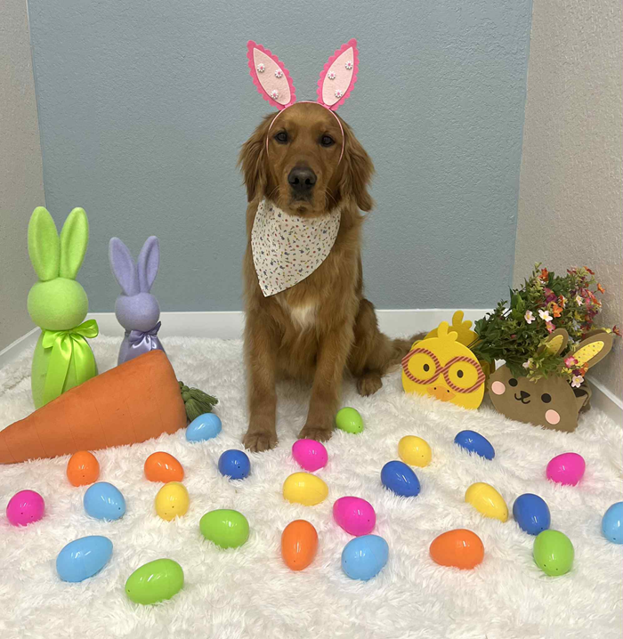 Golden retriever wearing bunny ears and a bandana sits among Easter decorations.