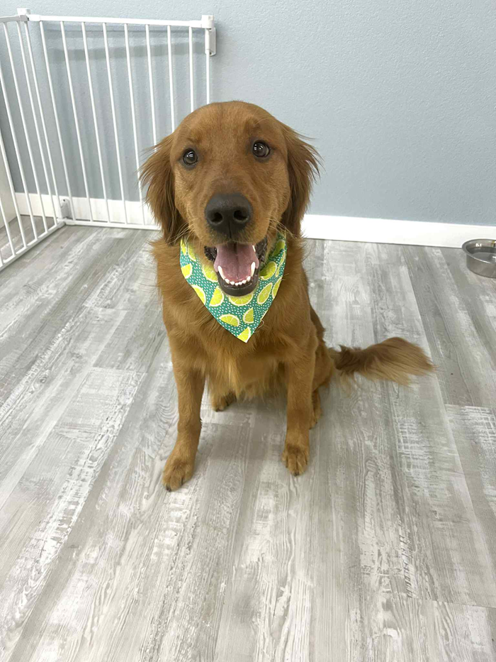 Golden retriever dog with a yellow bandana, sitting indoors with a happy expression.