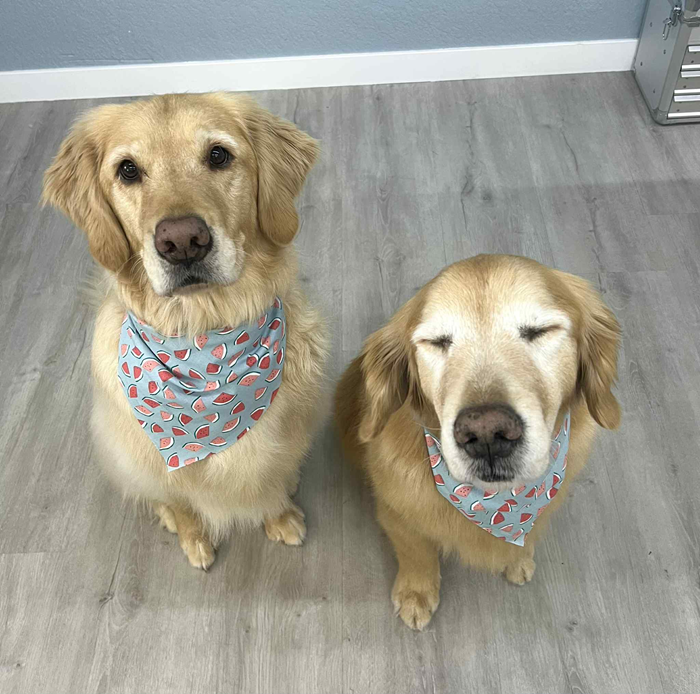 Two golden retrievers wearing matching bandanas
