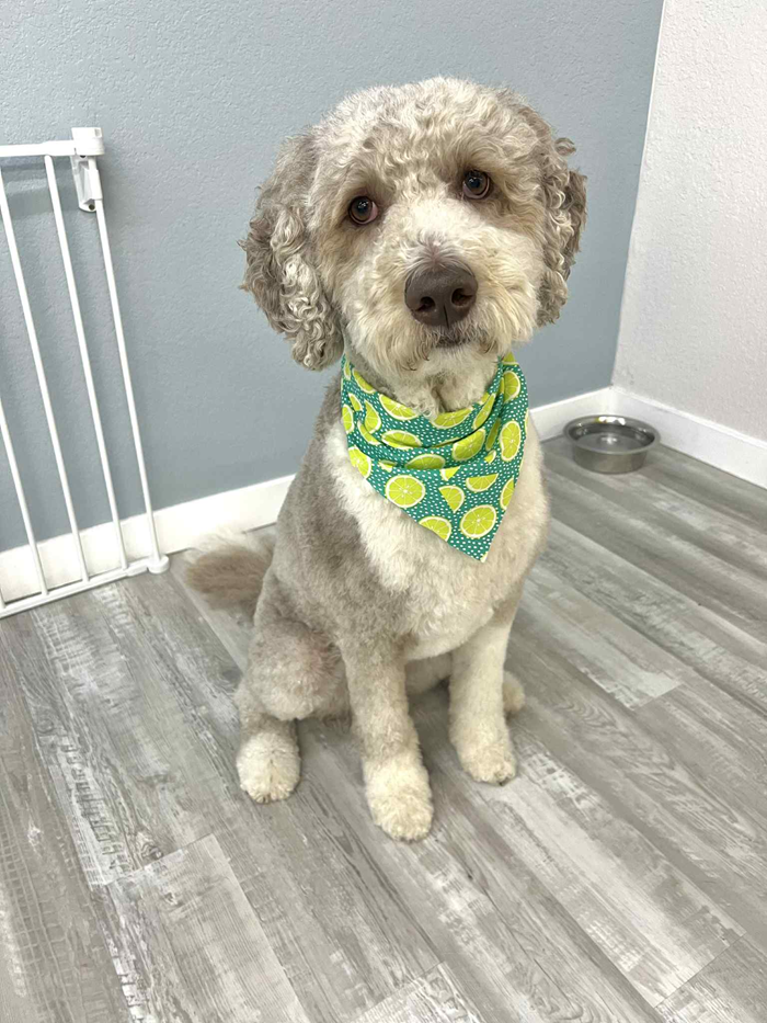 Gray and white Goldendoodle wearing a green bandana sitting on a gray wood floor, looking at the camera.