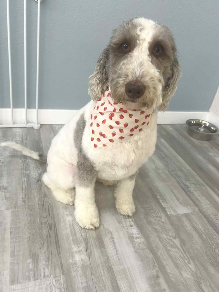 Dog with white and gray fur, wearing a red heart-patterned bandana, sitting on a wooden floor.