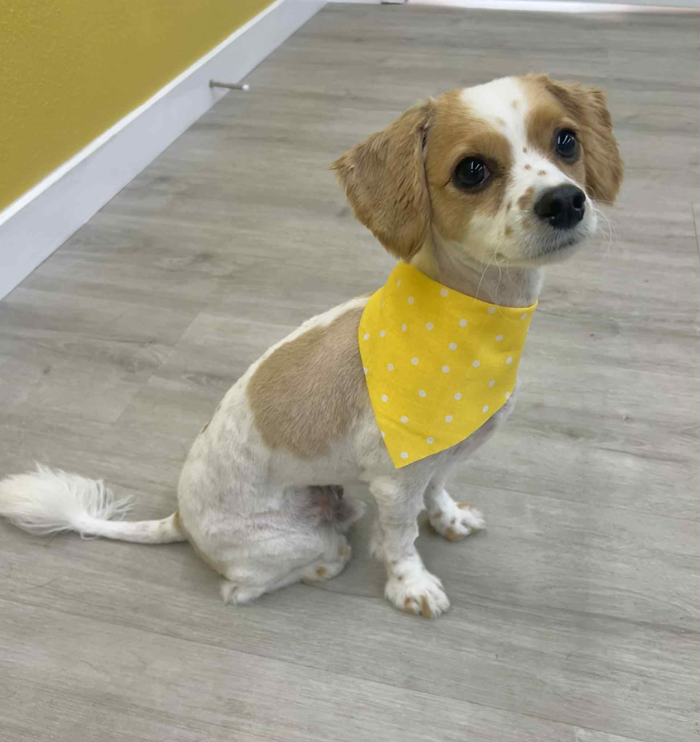 Dog with white and tan fur, wearing yellow polka-dot bandana, sitting on a wood floor.
