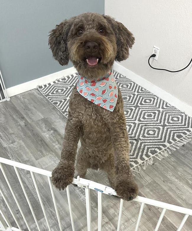 Brown dog wearing a bandana, leaning on a white gate, indoors.
