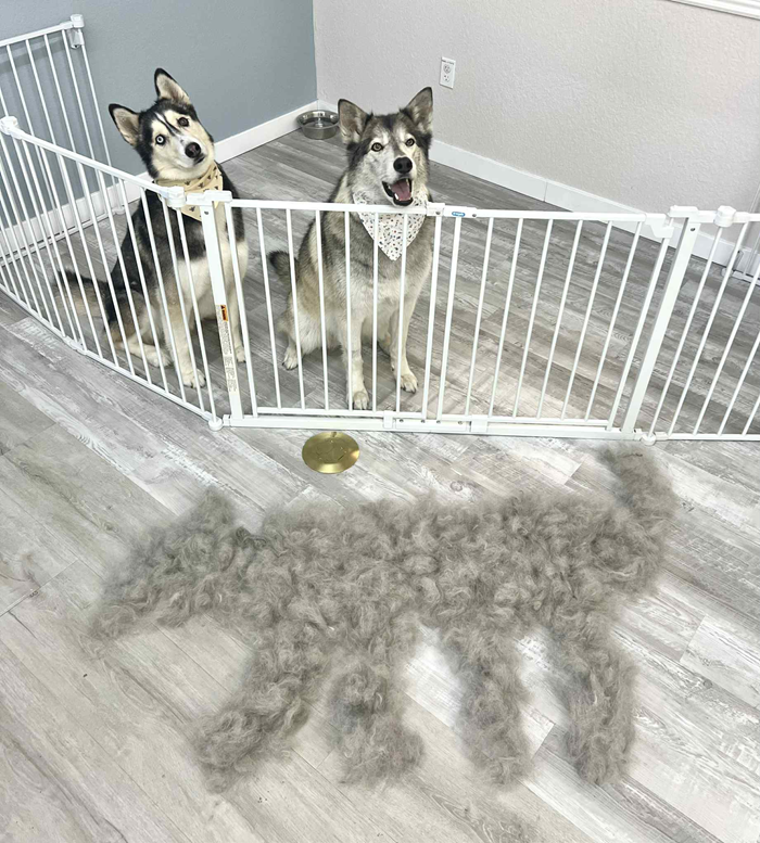 Two huskies behind a gate, staring at a silhouette of their fur on the floor.