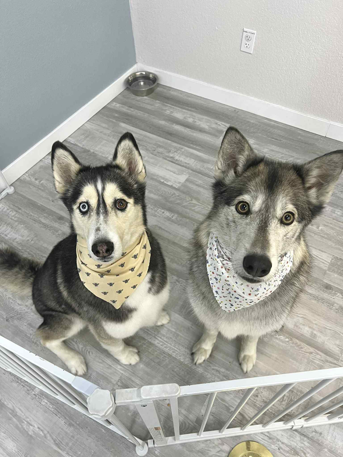 Two huskies wearing bandanas sit patiently in a pen, one with a blue eye.