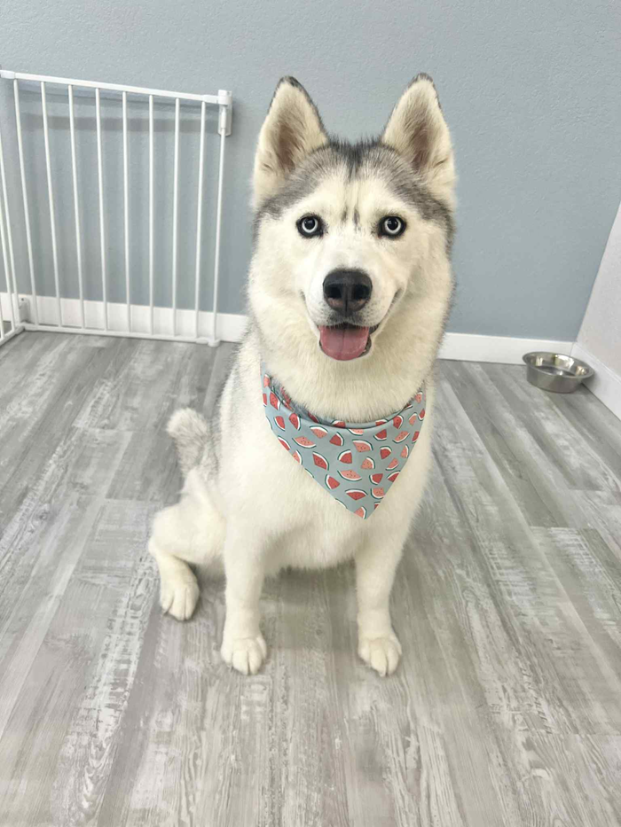 Siberian husky with blue eyes wearing a bandana, sitting and smiling indoors.