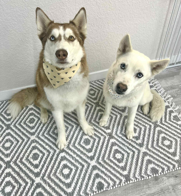 Two Siberian huskies sitting on a geometric patterned rug. One brown and white; the other white, both with bandanas.
