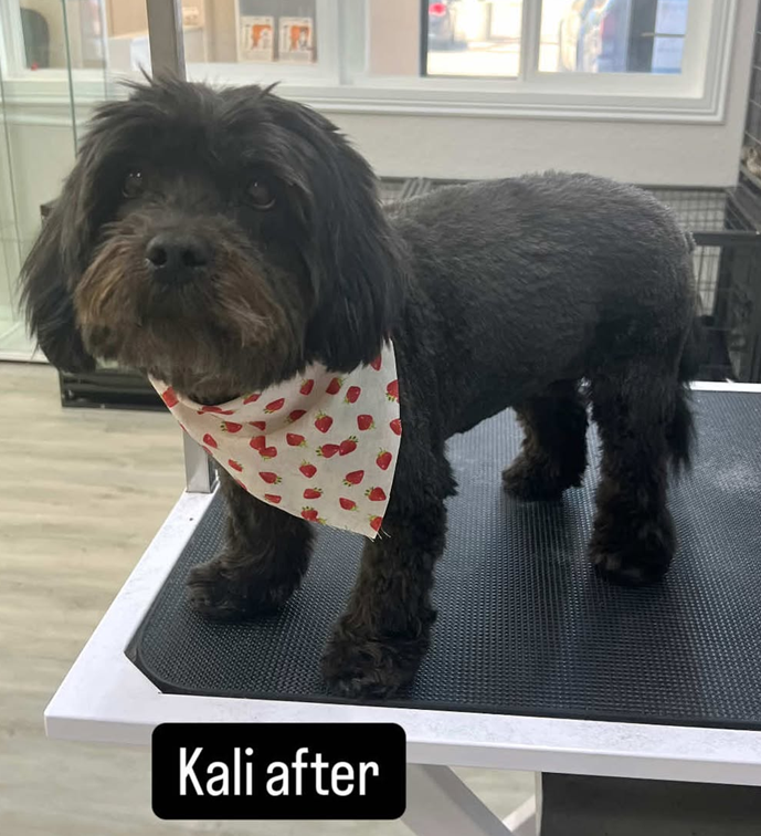 A small black dog wearing a bandana is standing on a table.