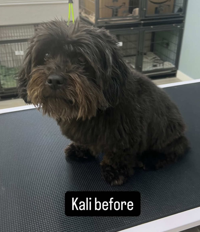 A small black dog is sitting on a grooming table with a label that says kali before