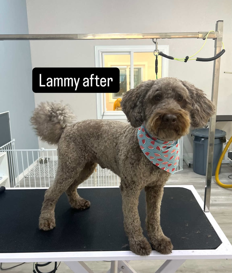 A small brown dog is standing on a grooming table with a bandana around its neck.