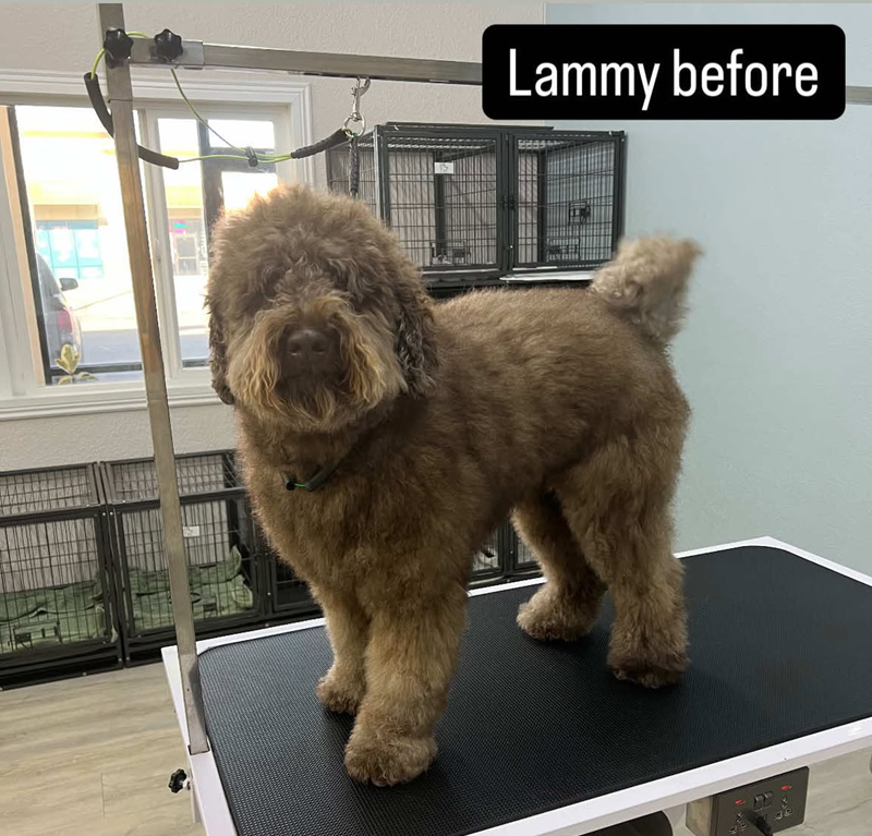 A brown dog is standing on a grooming table before being groomed.