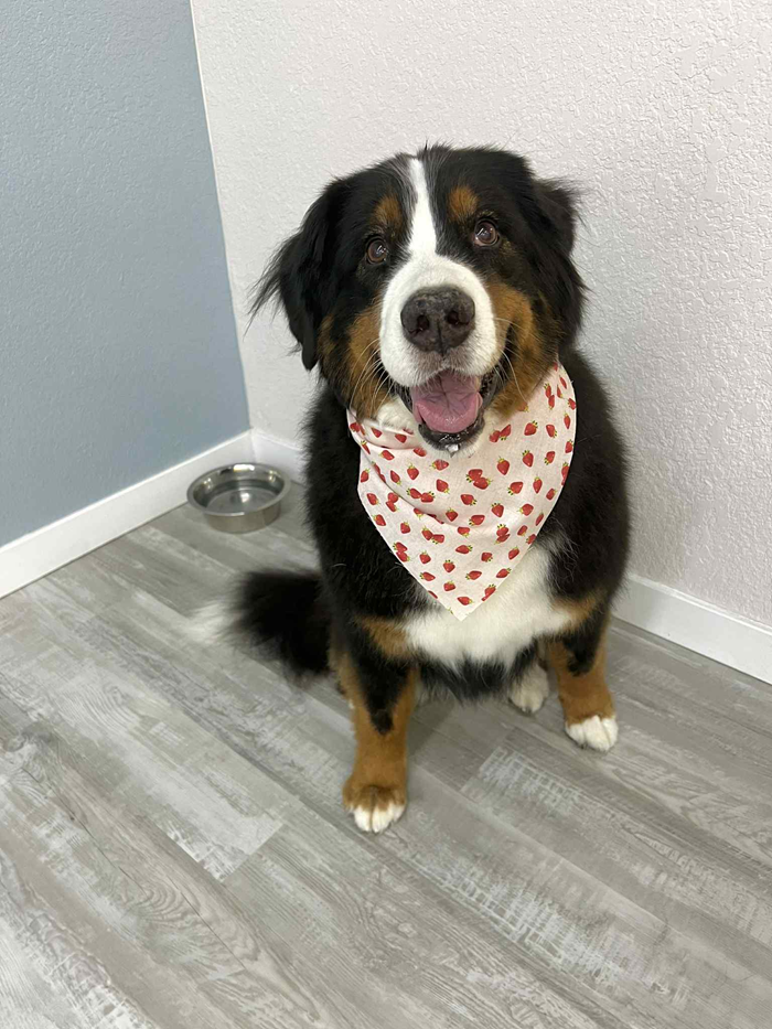 Bernese Mountain Dog wearing a pink heart bandana, smiling. Sitting in a room with a water bowl.