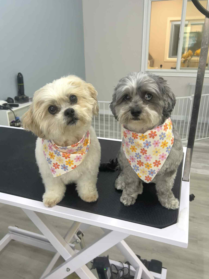 Two dogs wearing bandanas sit on a grooming table. One is tan, the other gray, both with attentive faces.