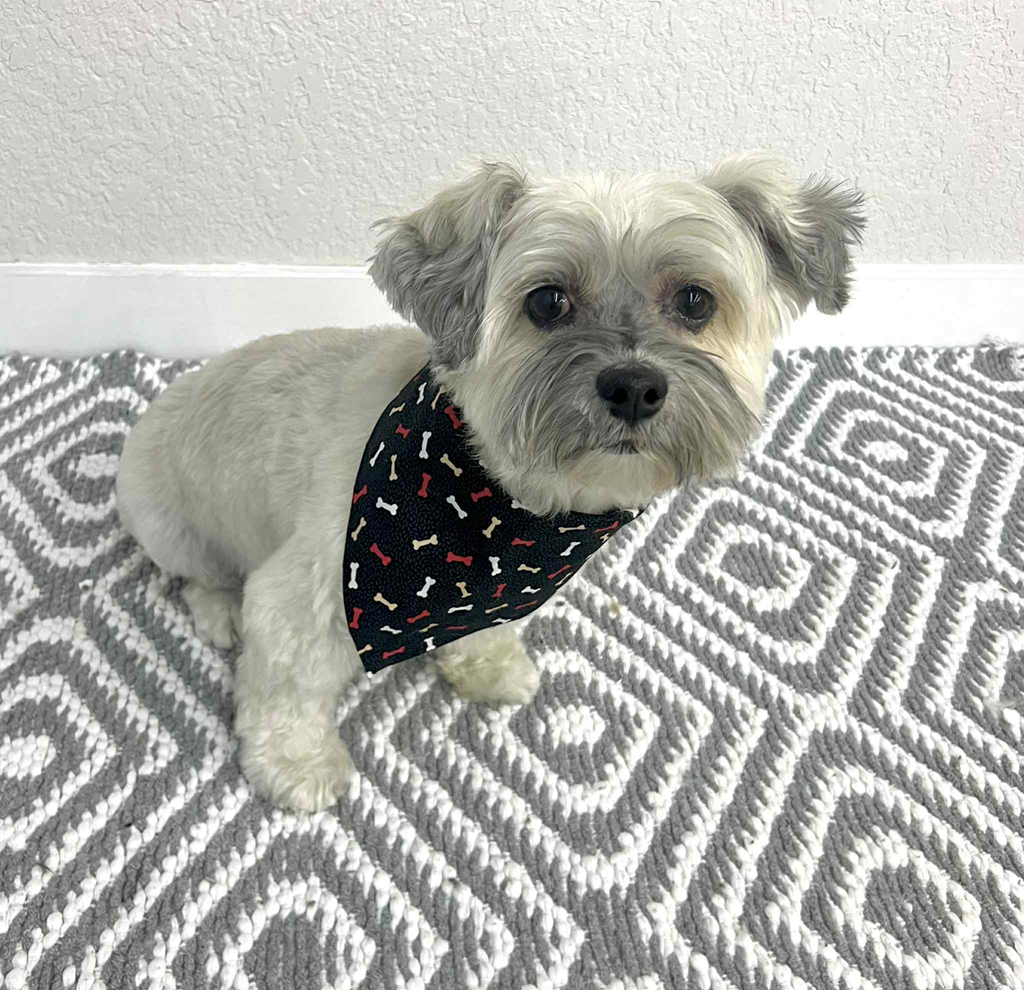 Gray and white dog wearing a bandana on a gray and white diamond patterned rug.