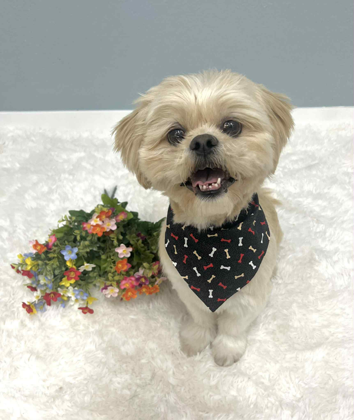 Smiling beige Shih Tzu dog wearing a bone-patterned bandana, next to flowers on a white surface.