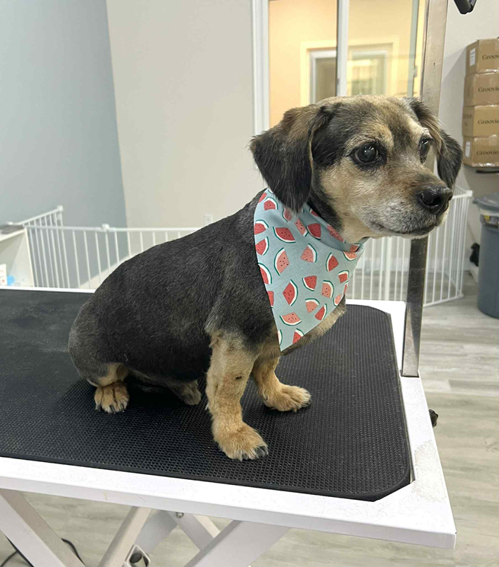 Dog with a watermelon bandana sits on a grooming table. Black and tan fur, light blue wall.