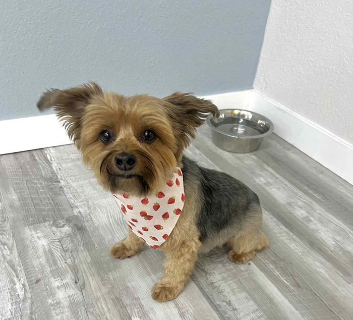 Yorkshire Terrier with strawberry bandana sits on wood-look floor; bowl behind.