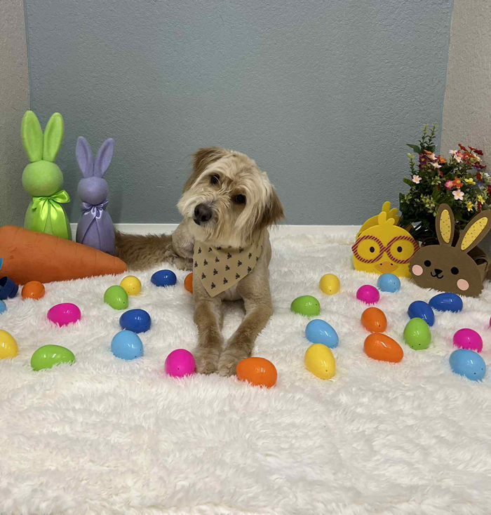 Dog with tilted head wearing a bandana, surrounded by Easter eggs and decorations, on a white fluffy surface.