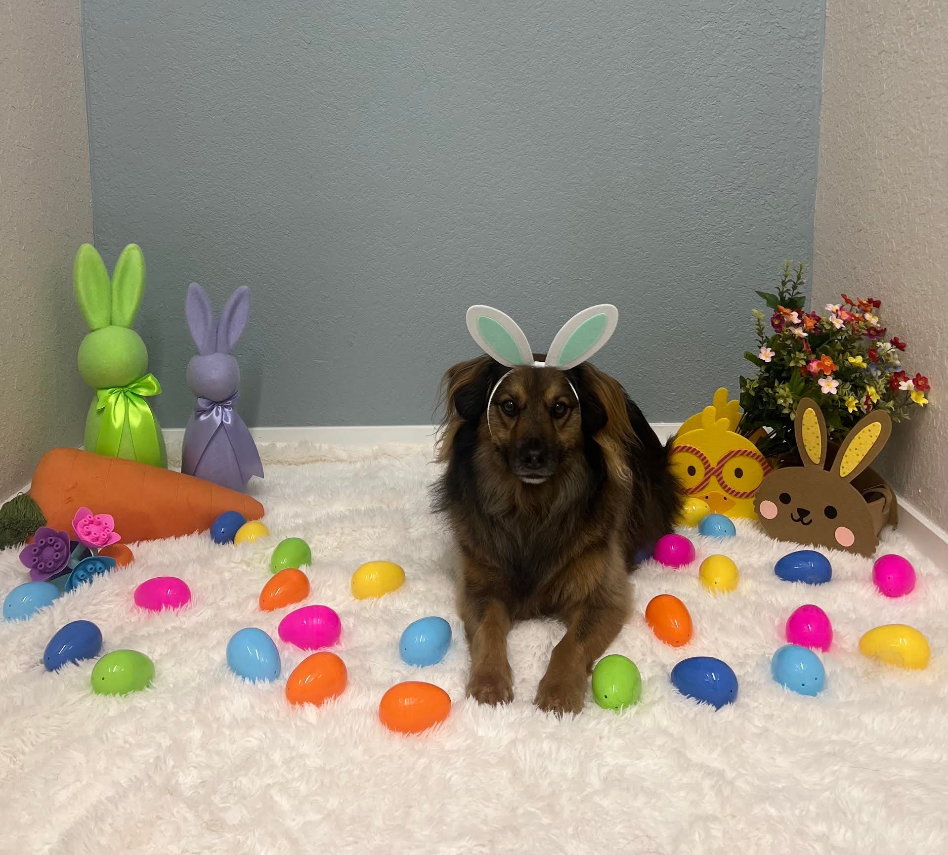 Dog wearing bunny ears, surrounded by Easter eggs and decorations.