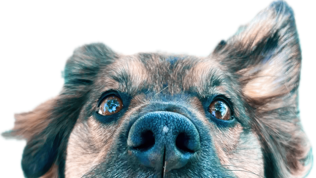 A close up of a dog looking up at the camera.