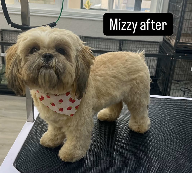 A shih tzu dog is standing on a grooming table after being groomed.