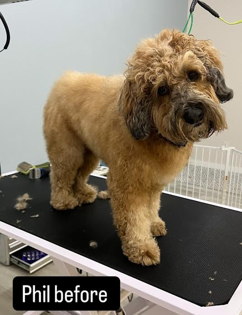 A dog is standing on a grooming table before being groomed