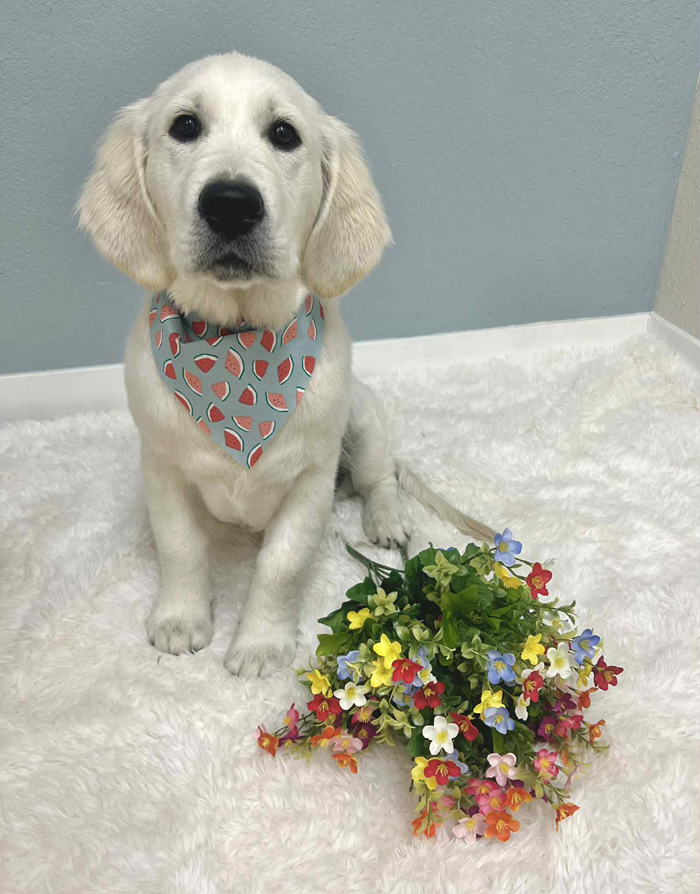 White puppy wearing a watermelon bandana sits on a white rug next to colorful flowers; looks at the viewer.