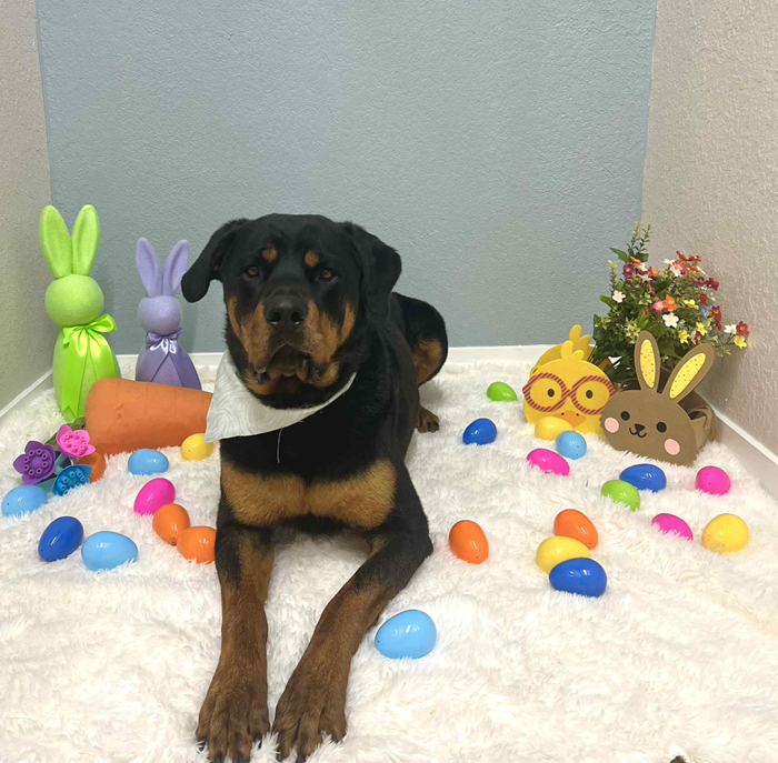 Rottweiler dog wearing a bandana poses among Easter decorations including eggs, bunnies, and a chick.