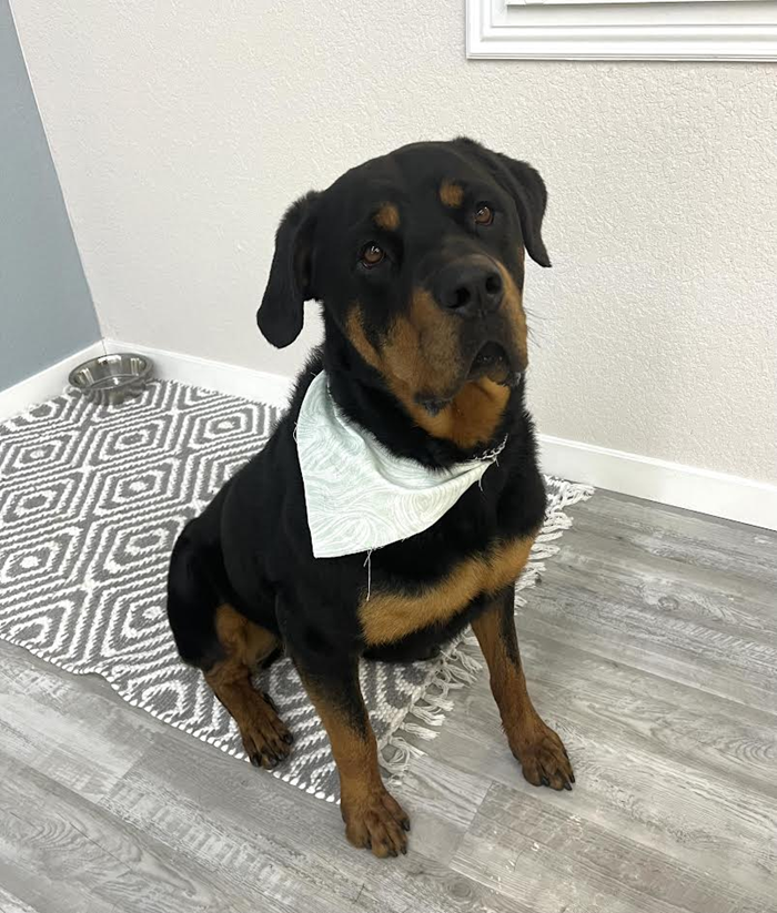 Rottweiler dog sitting on patterned rug wearing a bandana, near a food bowl.