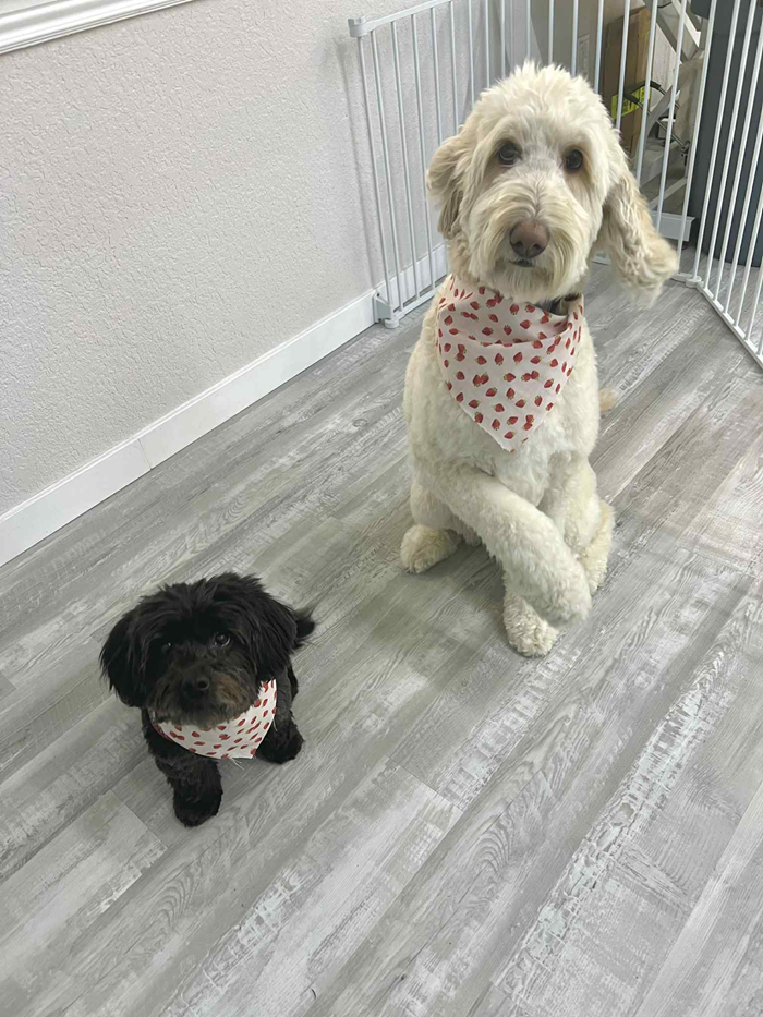 Two dogs wearing bandanas. One is black and small, the other is cream-colored and larger, sitting in a room.