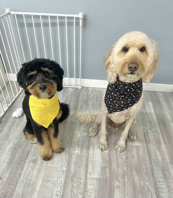 Two dogs, one black with yellow bandanna, one tan with black bandanna, sitting on a wood floor near a gate.