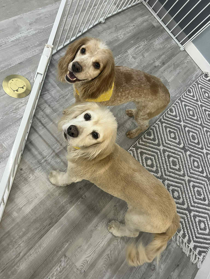 Two dogs with haircuts standing on a gray floor, one wearing a yellow collar.