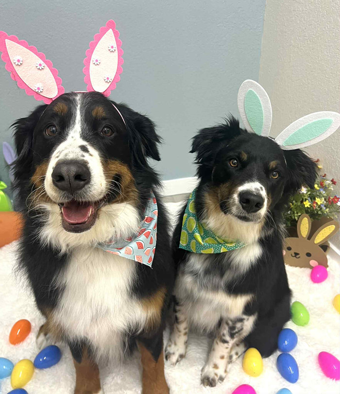 Two dogs wearing bunny ears and bandanas, surrounded by Easter eggs.
