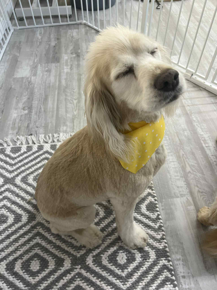Dog with short fur, yellow bandana, eyes closed, sitting on a patterned rug.