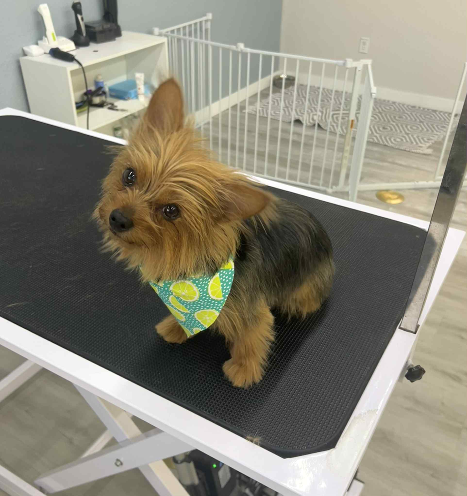 Yorkshire Terrier dog on a grooming table, wearing a yellow lemon bandana, in a pet grooming salon.