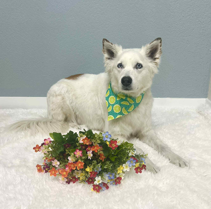 White dog with blue eyes wearing a lime-print bandana, lying on a fluffy white surface with a colorful bouquet.