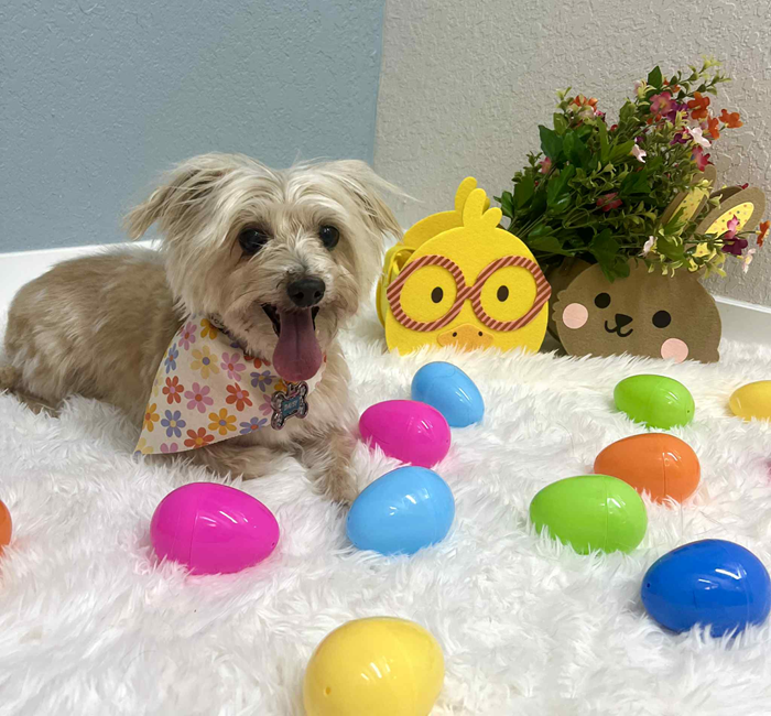 Dog with tongue out, wearing a floral bandana, surrounded by Easter eggs and decorations.
