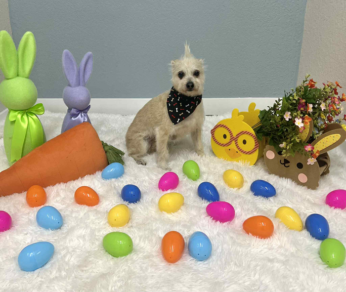 Small dog wearing a bandana poses amidst Easter decorations: eggs, carrots, and bunny figures.