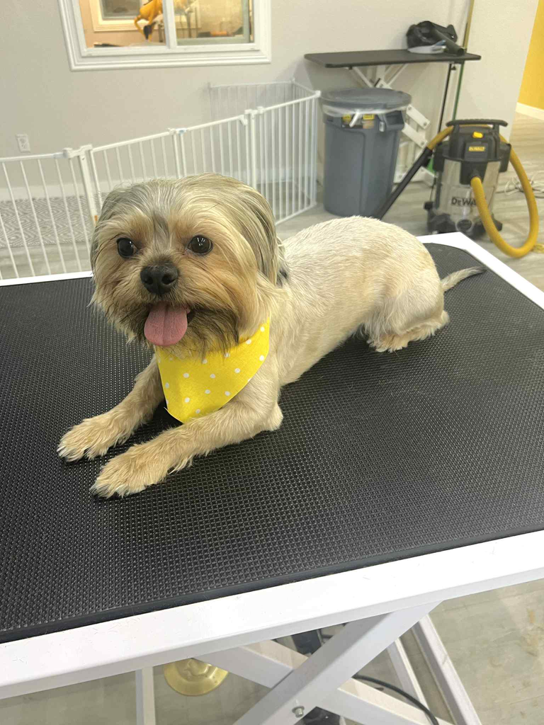 Yorkshire Terrier dog on grooming table, wearing a yellow bandana.