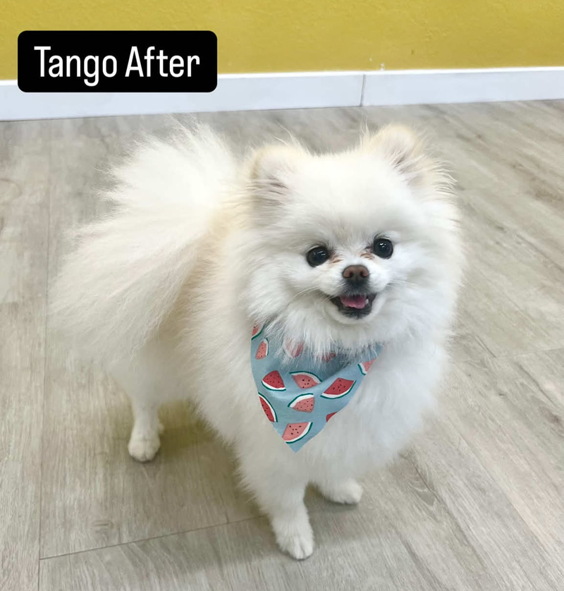 A pomeranian dog wearing a bandana with watermelons on it